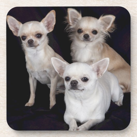 3 Chihuahua Getränkeuntersetzer (Vorderseite)
