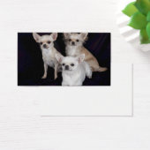 3 Chihuahuas (Schreibtisch)