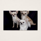 3 Chihuahuas (Vorderseite)