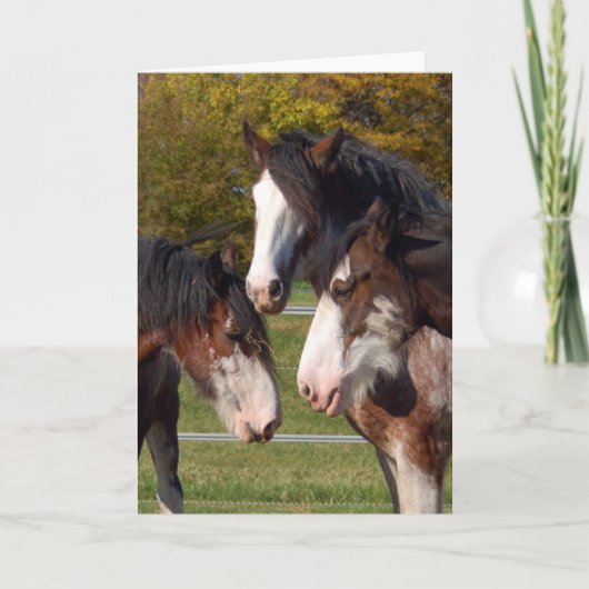 3 Clydesdale Köpfe Karte (Vorderseite)