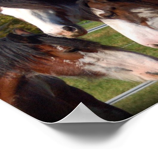3 Clydesdals Heads Print Poster (Ecke)