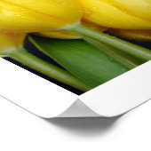 3 Colors Tulips Poster (Ecke)