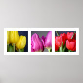 3 Colors Tulips Poster (Vorne)