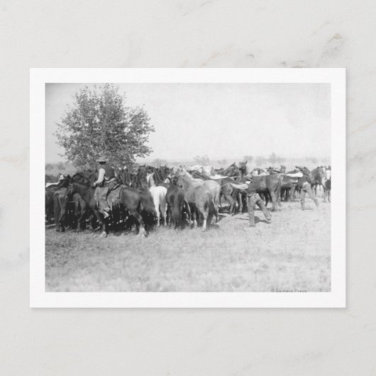 3 Cowboys Roping Pferde FotografieSouth Dakota Postkarte (Vorderseite)