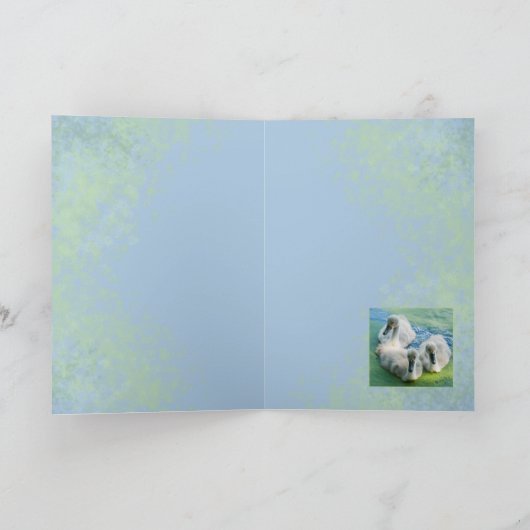 3 Cygnets in den Algen Karte (Innenseite)