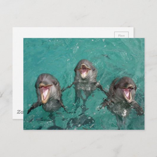 3 Delphine, die im Ozean lächeln Postkarte (Vorne/Hinten)