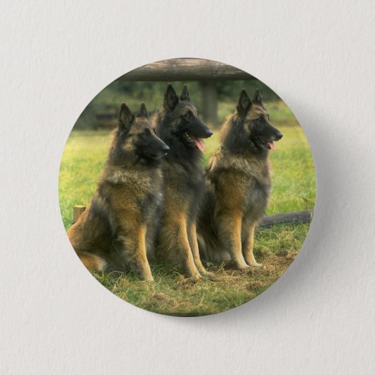 3-Deutsche Hirten Button (Vorderseite)