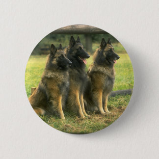 3-Deutsche Hirten Button