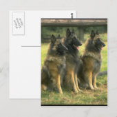 3-Deutsche Hirten Postkarte (Vorne/Hinten)