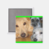 3 Doggies Green Frame Magnet (Vorderseite/Rückseite)