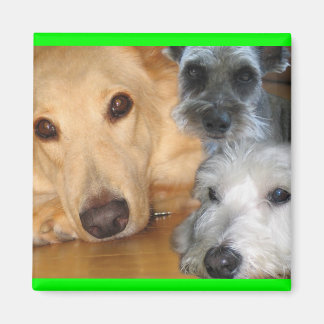 3 Doggies Green Frame Magnet