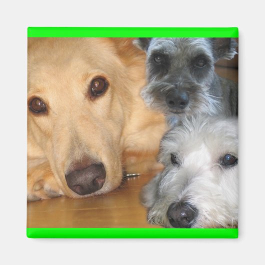3 Doggies Green Frame Magnet (Vorne)
