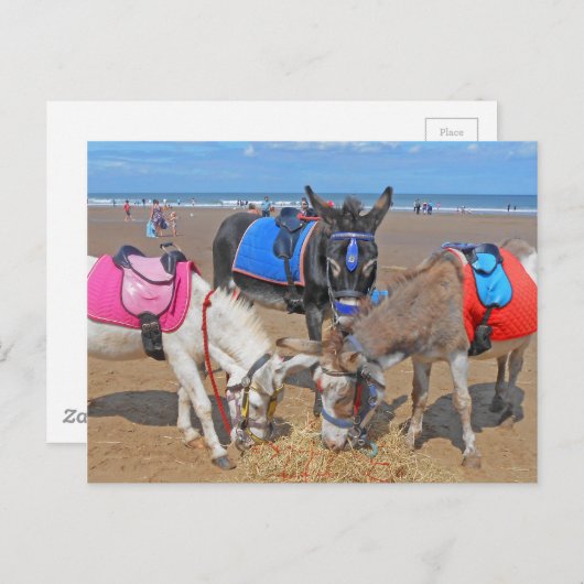 3 Donkeys Postkarte (Vorne/Hinten)