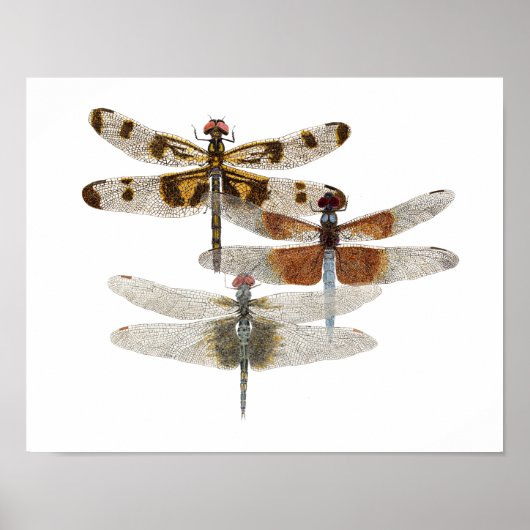 3 Dragonfly Art Poster (Vorne)