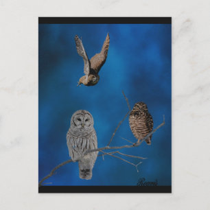3 Eulen - 2 Postkarte