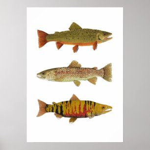 3 Forellen & Lachs Kunst Poster