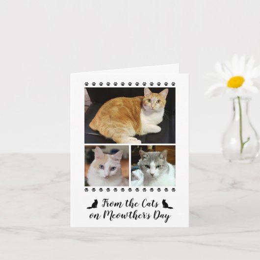 3 Foto-Skript von Katze Hund Haustier Kinder Mutte Karte (Kleine Pflanze)