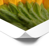 3 Gerberas Poster (Ecke)