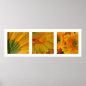 3 Gerberas Poster (Vorne)
