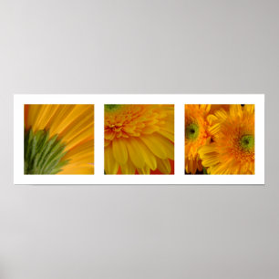 3 Gerberas Poster