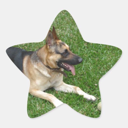 3 german-shepherd-lay.png Stern-Aufkleber (Vorderseite)