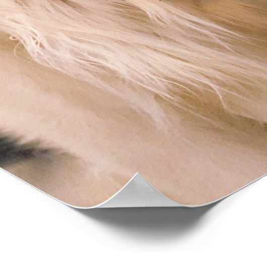 3 Golden Retrievers Poster (Ecke)