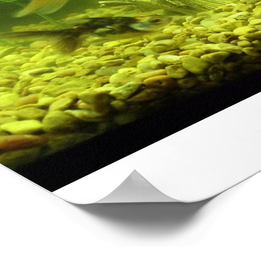 3 Goldfish Poster (Ecke)