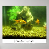 3 Goldfish Poster (Vorne)