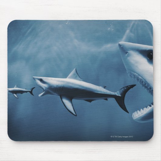3 Große Weißhaie (Carcharodon carcharias) Mousepad (Vorne)