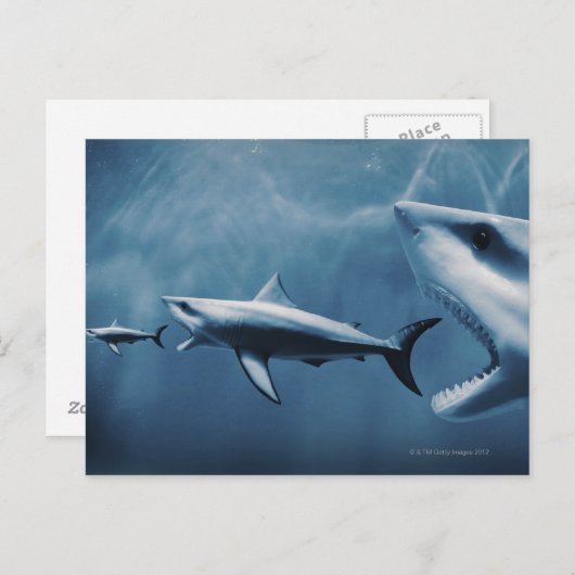 3 Große Weißhaie (Carcharodon carcharias) Postkarte (Vorne/Hinten)