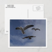 3 Gulls Postkarte (Vorne/Hinten)