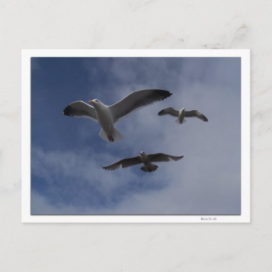 3 Gulls Postkarte (Vorderseite)