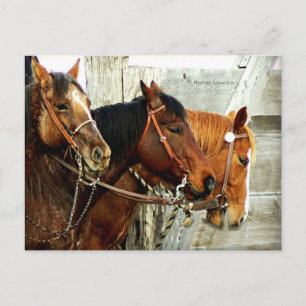 3 Horse Heads Postkarte