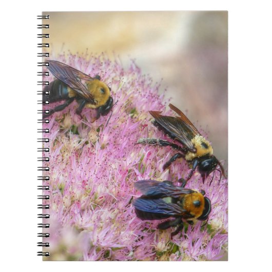 3 Hummeln Notizblock (Vorderseite)