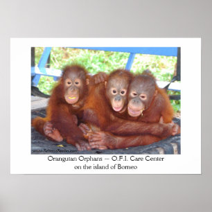 3 ist keine Menschenmenge - Orangutan Babys Poster