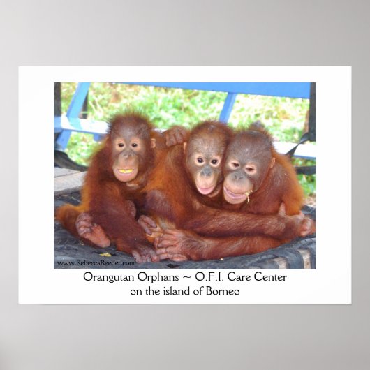 3 ist keine Menschenmenge - Orangutan Babys Poster (Vorne)