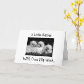 3 KÄTZCHEN MIT EINEM GROSSEN, GLÜCKLICHEN 1. GEBUR KARTE (Gelbe Blume)