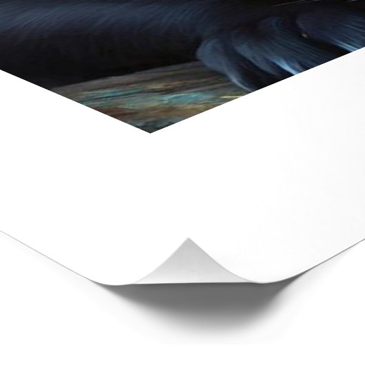 3 Kätzchen Poster (Ecke)