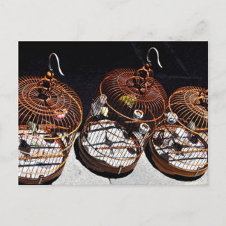 3 Kleine Vögel in China Postkarte