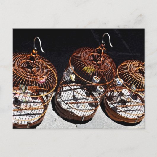 3 Kleine Vögel in China Postkarte (Vorderseite)