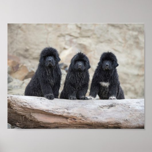 3 kleines Poster (Vorne)