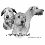 3 Köpfe des irischen Wolfhound Fotoskulptur Magnet<br><div class="desc">Hauptstudie von drei reizenden Wolfhounds</div>