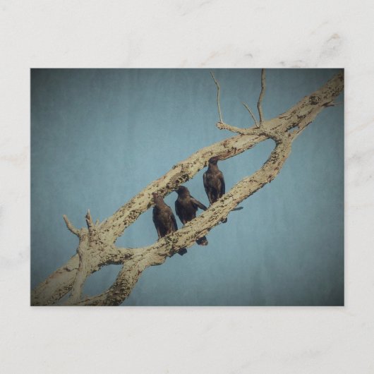 3 Krähen Postkarte (Vorderseite)