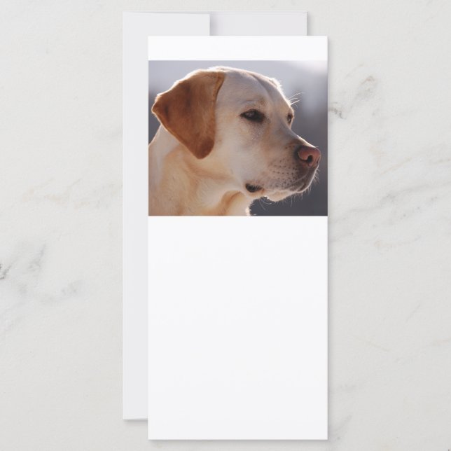 3 Labrador_Retriever (Vorderseite)