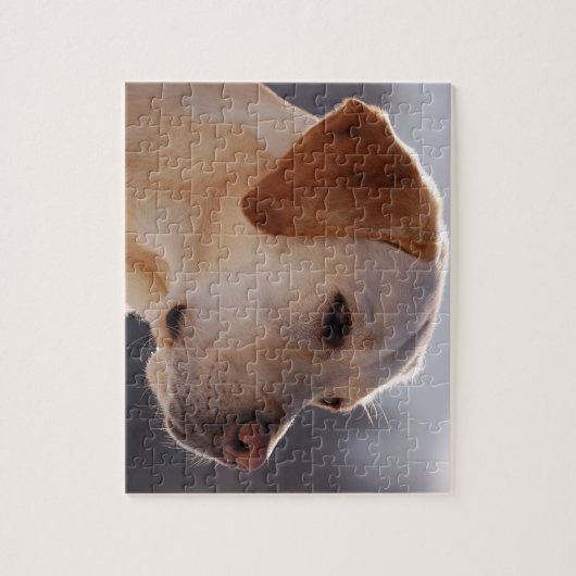 3 Labrador_Retriever.png Puzzle (Vertikal)