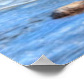 3 Landung Mallard Duck Drakes Wildlife Foto Poster (Ecke)