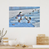 3 Landung Mallard Duck Drakes Wildlife Foto Poster (Küche)