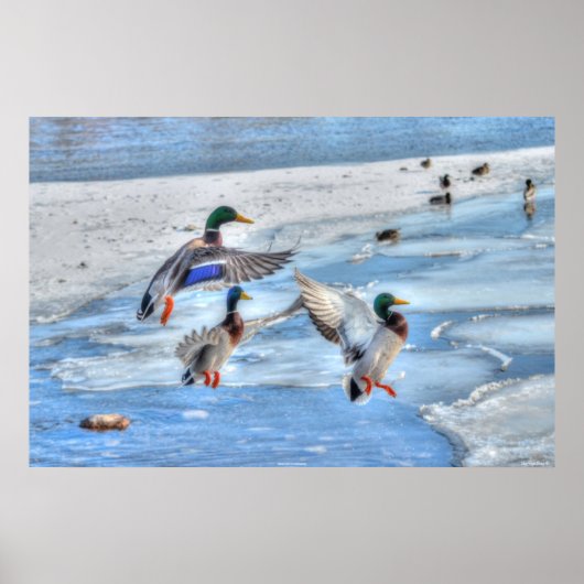 3 Landung Mallard Duck Drakes Wildlife Foto Poster (Vorne)