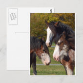 3 Leiter von Clydesdale Postkarte (Vorne/Hinten)