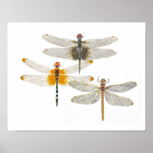 3 Libellen Poster